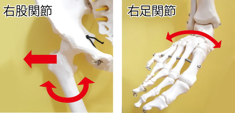 股関節、足関節、動き