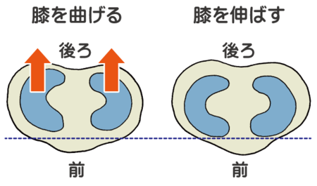 半月板　曲げ伸ばし上から見た図