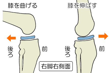 半月板　曲げ伸ばし横から見た図