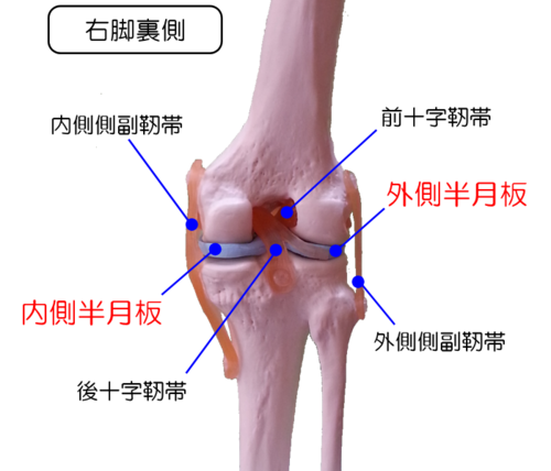 半月板損傷